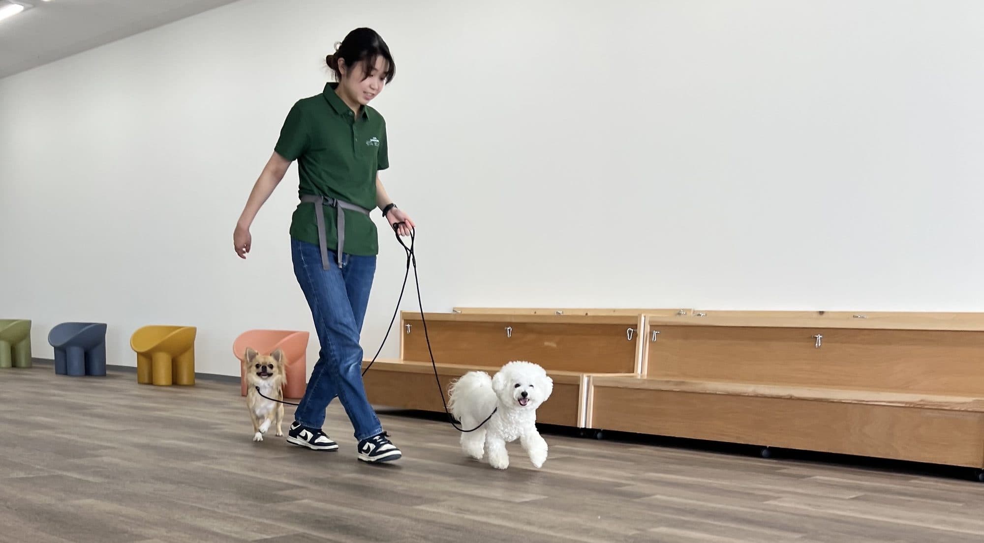 2頭の犬をリードで歩かせるスタッフ