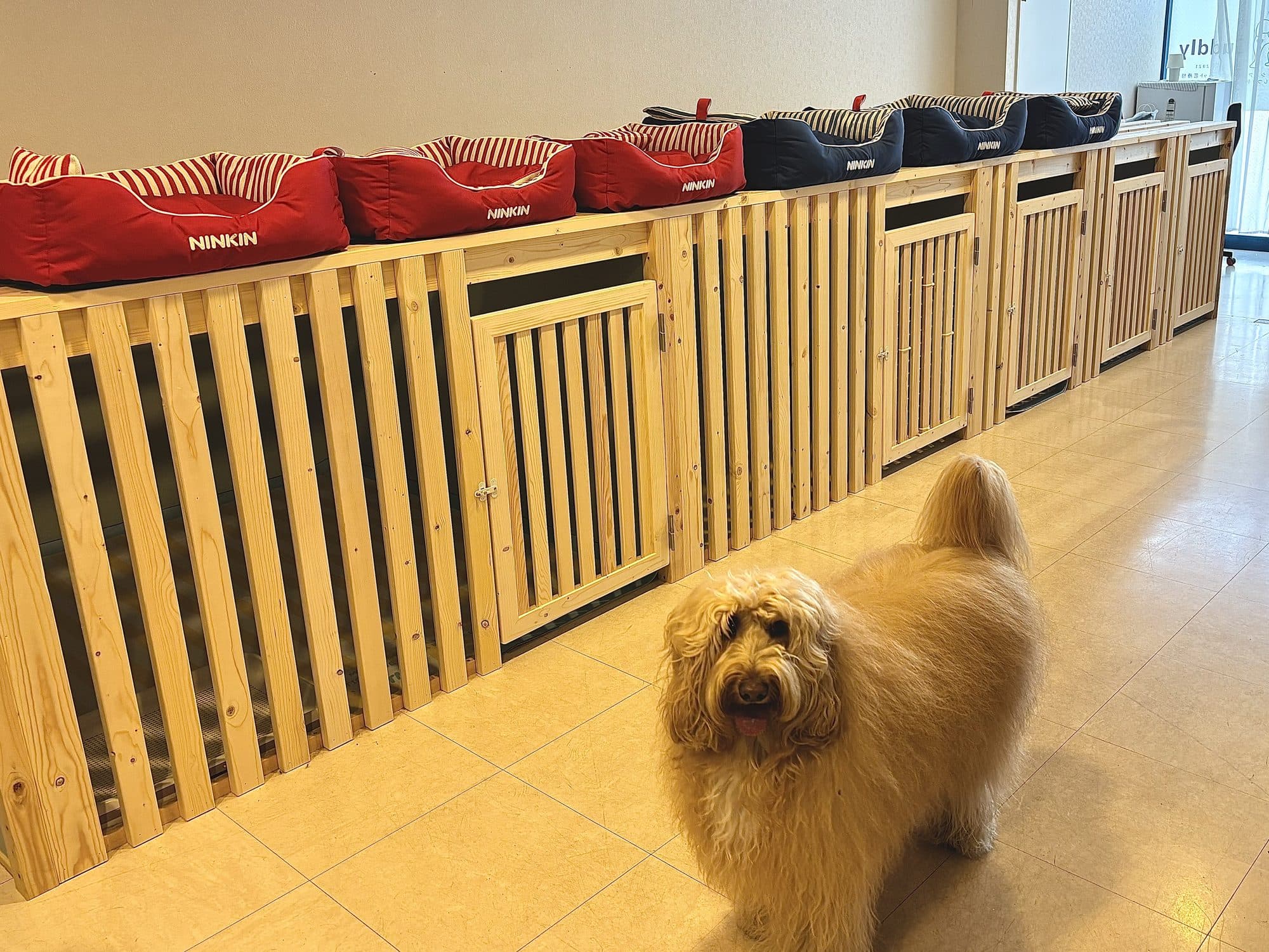 ホテルのケージが並ぶ部屋と大型犬
